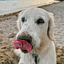 dog, white_dog, tongue, sand, beach, water, sunset, close_up, pet, animal, outdoor, nature, playful, cute, fur, canine, tongue_out, sand_on_nose, summer, daylight