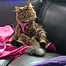 Gucci Bean joined the competition — help win amazing prizes! abyssinian, accessories, angora, animal, armchair, bag, cat, chair, couch, cushion, furniture, handbag, homedecor, kitten, manx, person, pet, purple, purse, sleeping