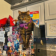 Gucci Bean joined the competition — help win amazing prizes! cabinet, cat, countertop, curious, decor, domestic_animal, feline, household, indoor, kitchen, magnet, mammal, pet, photos, portrait, purple_bandana, refrigerator, snack_bag, tabby_cat, wall