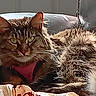 Gucci Bean joined the competition — help win amazing prizes! abyssinian, accessories, angora, animal, bag, brasssection, cat, chair, couch, cushion, egyptiancat, furniture, handbag, homedecor, horn, kitten, manx, person, pet, sleeping