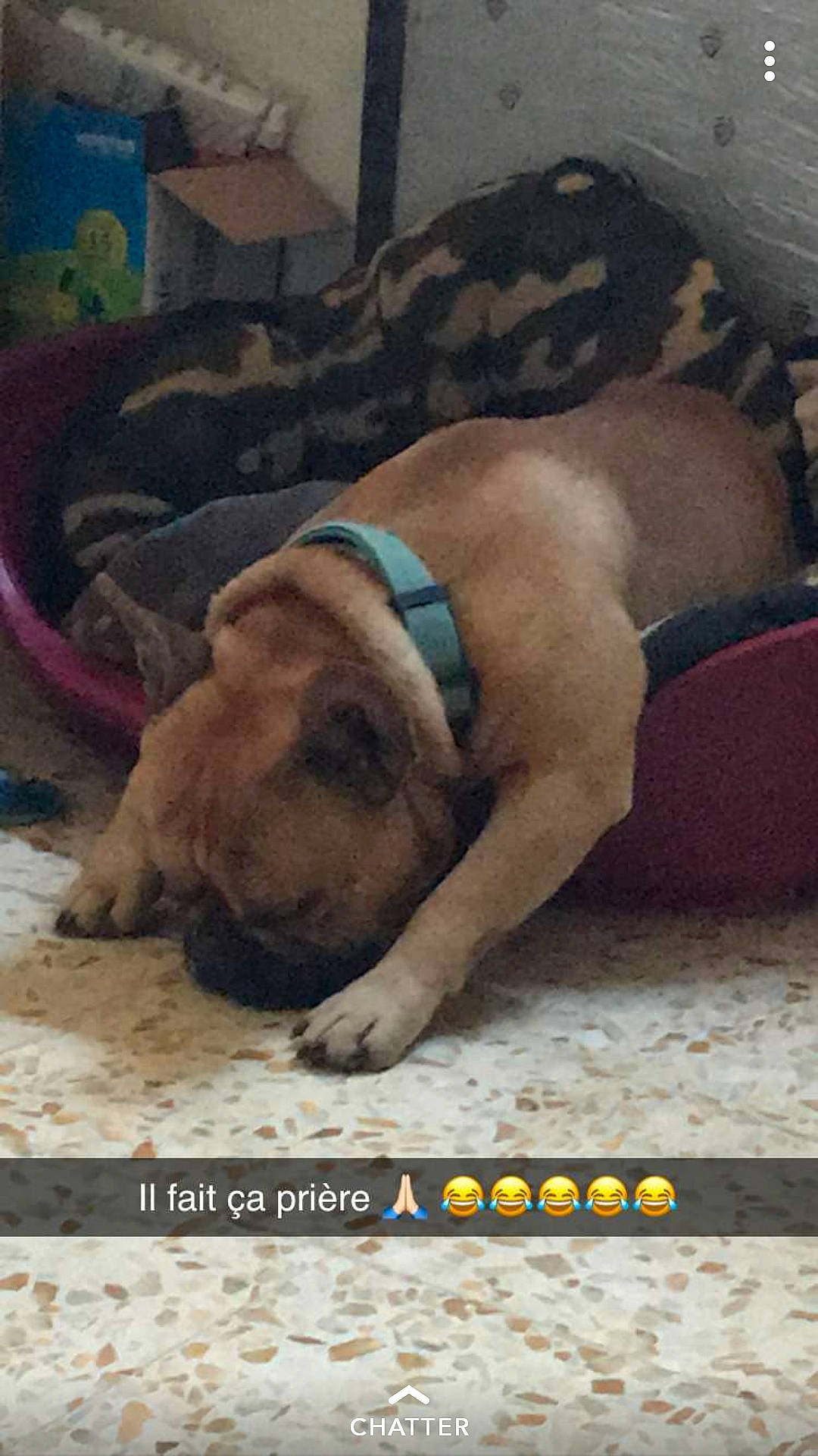 Marco a rejoint le concours — aidez-le/la à gagner de superbes lots ! boerboel, bullmastiff, canidae, carnivore, dog, dog_breed, english_mastiff, fawn, mammal, non_sporting_group, perro_de_presa_mallorquin, photo_caption, snout, vertebrate