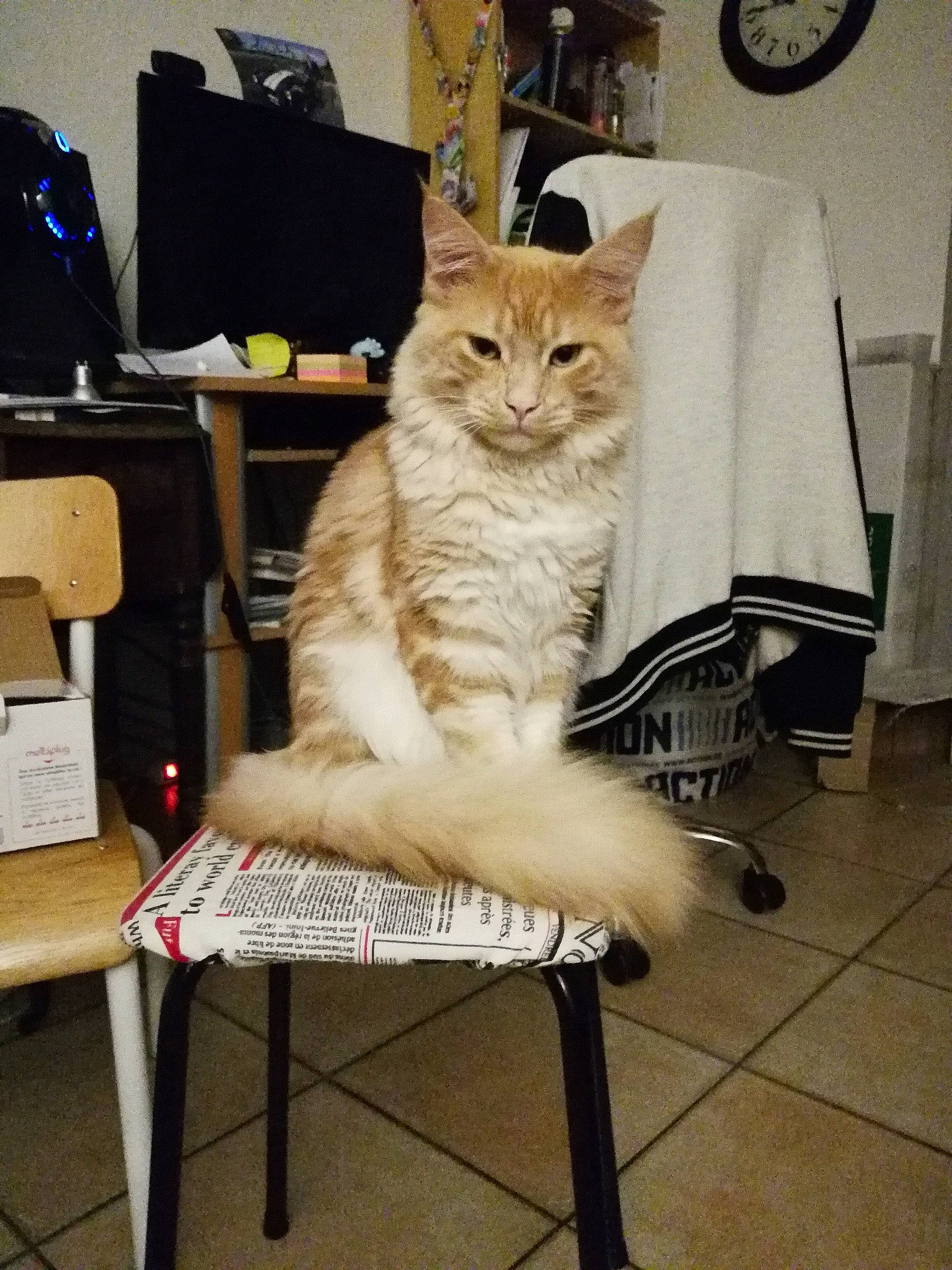 O'Maley a rejoint le concours — aidez-le/la à gagner de superbes lots ! american_shorthair, asian, carnivore, cat, chair, domestic_short_haired_cat, european_shorthair, fawn, felidae, kitten, maine_coon, mammal, norwegian_forest_cat, sitting, small_to_medium_sized_cats, tabby_cat, turkish_angora, whiskers