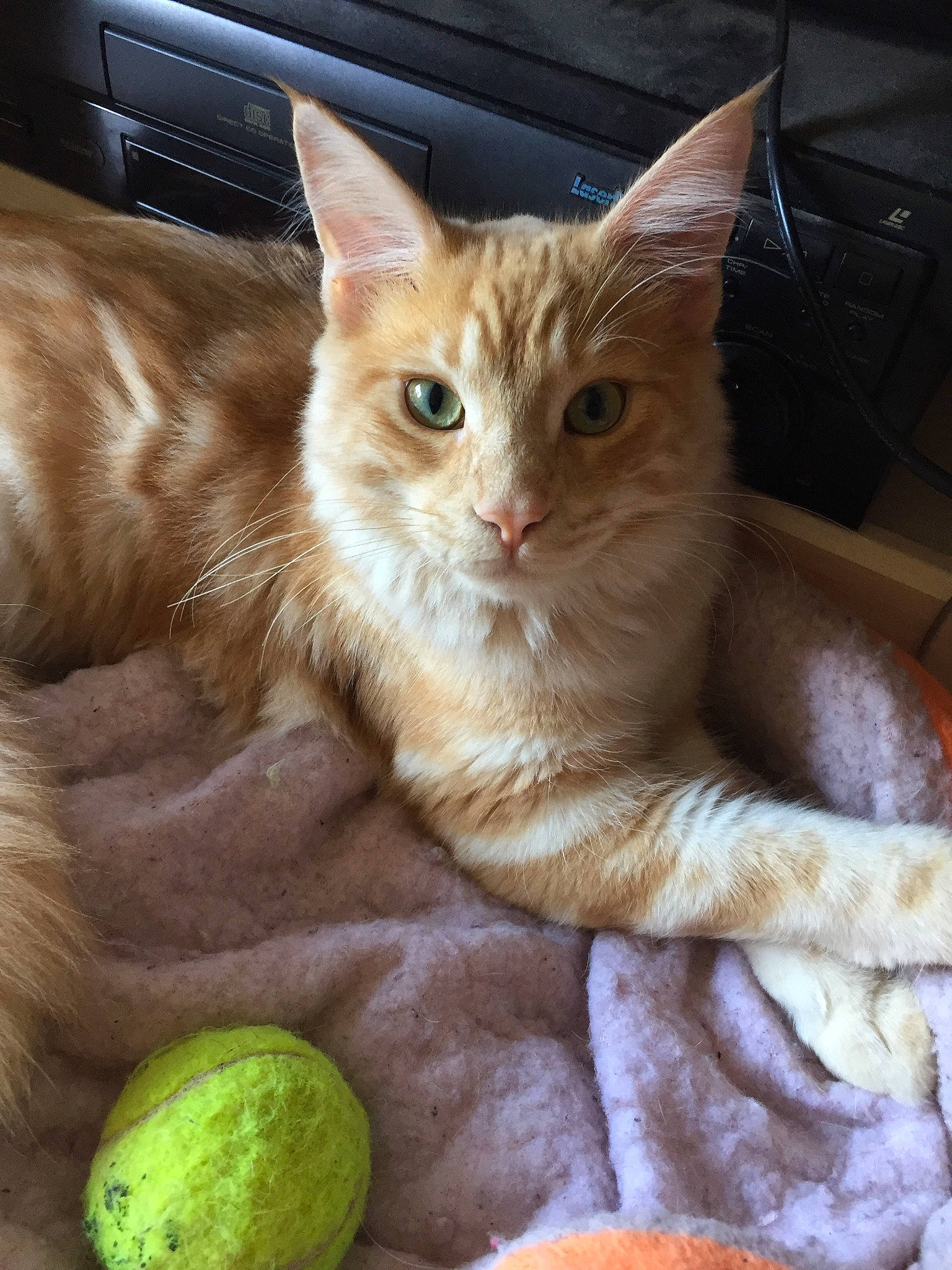 O'Maley a rejoint le concours — aidez-le/la à gagner de superbes lots ! arabian_mau, asian, australian_mist, carnivore, cat, domestic_short_haired_cat, european_shorthair, fawn, felidae, german_rex, kitten, maine_coon, mammal, small_to_medium_sized_cats, somali, tabby_cat, vertebrate, whiskers