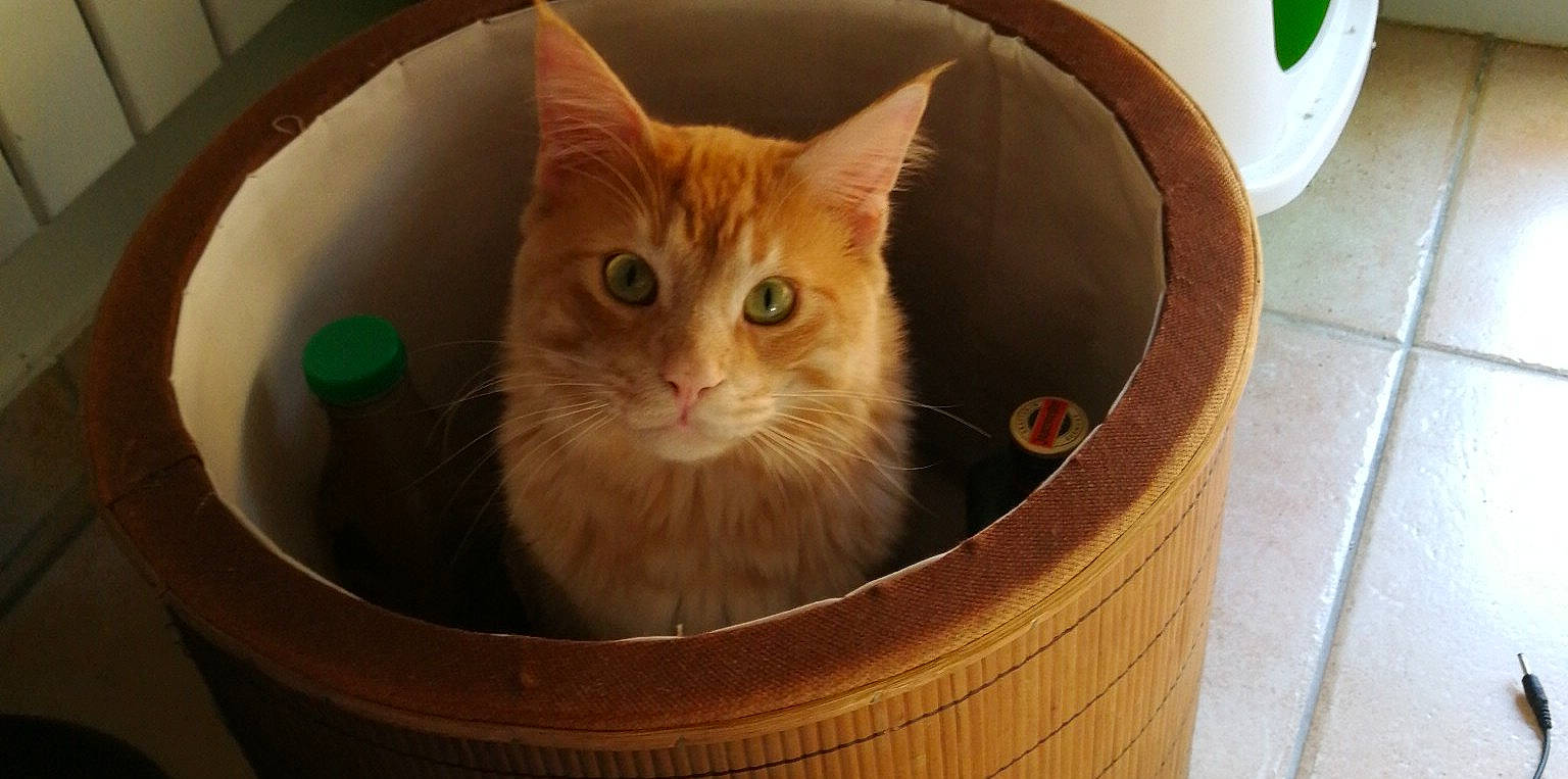 O'Maley participe au concours pour gagner de l'argent avec cette photo : carnivore, cat, cat_supply, domestic_long_haired_cat, domestic_short_haired_cat, european_shorthair, fawn, felidae, kitten, maine_coon, mammal, ragamuffin, small_to_medium_sized_cats, turkish_van, whiskers