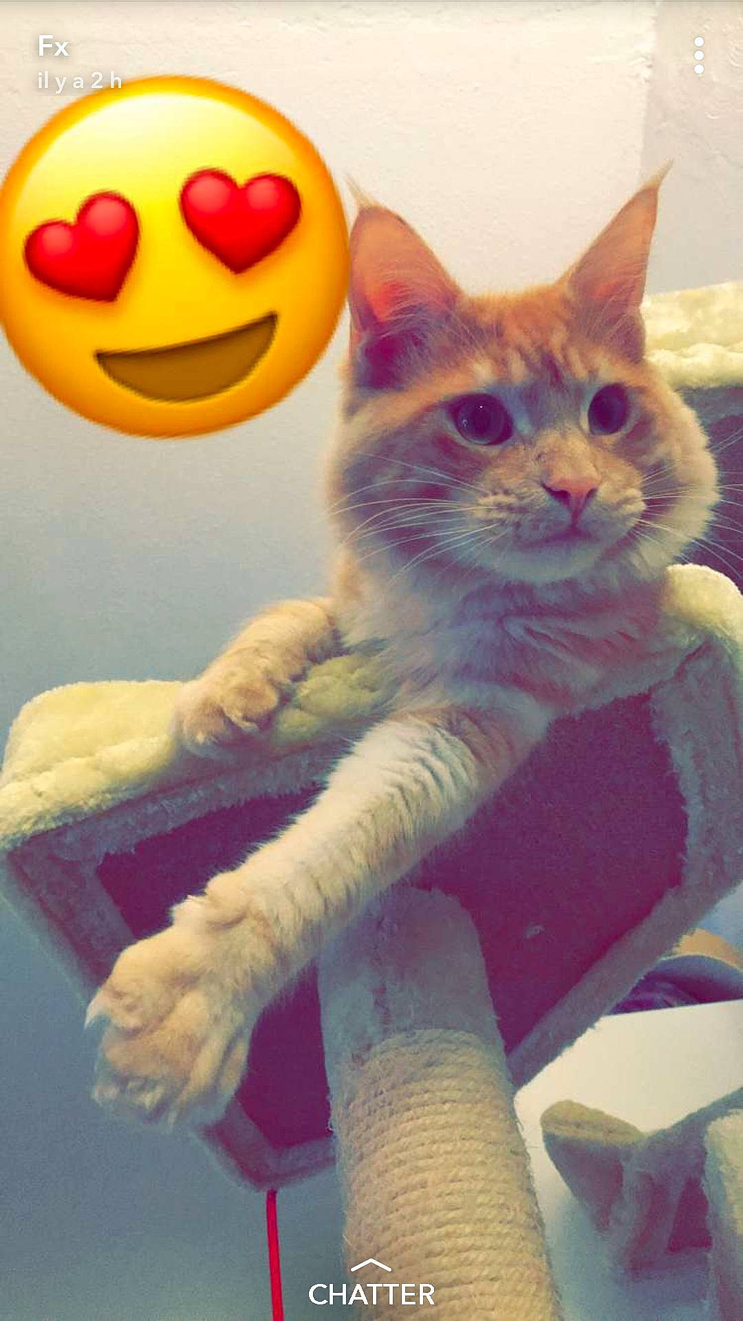 O'Maley a rejoint le concours — aidez-le/la à gagner de superbes lots ! carnivore, cat, domestic_short_haired_cat, felidae, gesture, kitten, paw, pink, polydactyl_cat, small_to_medium_sized_cats, smile, tail, whiskers, yellow