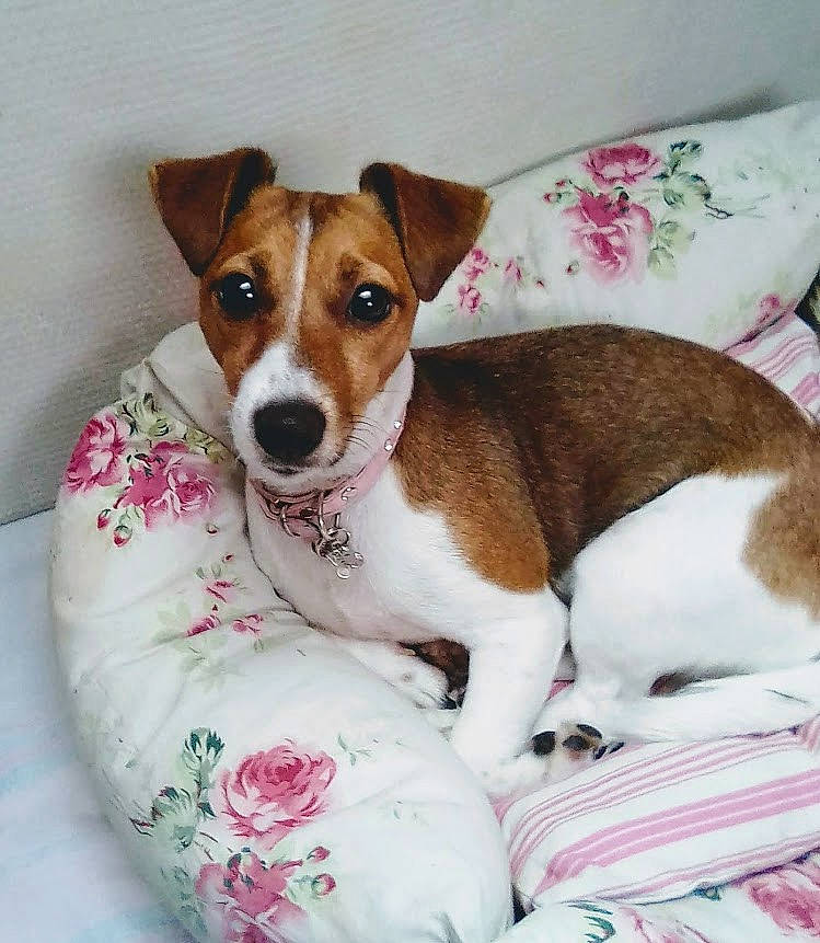 Poly a rejoint le concours — aidez-le/la à gagner de superbes lots ! brazilian_terrier, canidae, carnivore, companion_dog, dog, dog_breed, feist, irishjacks, jack_russell_terrier, mammal, miniature_fox_terrier, plummer_terrier, puppy, rare_breed_dog, rat_terrier, russell_terrier, smooth_fox_terrier, teddy_roosevelt_terrier, tenterfield_terrier, vertebrate