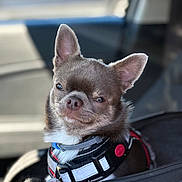 Roy joined the competition — help win amazing prizes! dog, chihuahua, pet, car, harness, portrait, animal, cute, indoor, seat, closeup, ears, fur, expression, companion, smile, leash, travel, domestic_animal, canine