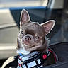 dog, chihuahua, pet, car, harness, portrait, animal, cute, indoor, seat, closeup, ears, fur, expression, companion, smile, leash, travel, domestic_animal, canine