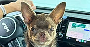 Roy joined the competition — help win amazing prizes! alert, animal, brown, car, chihuahua, closeup, cute, dashboard, dog, ears, human_hand, indoor, navigation, pet, portrait, seat, steering_wheel, technology, travel, white