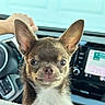 Roy joined the competition — help win amazing prizes! dog, chihuahua, car, dashboard, steering_wheel, pet, animal, ears, brown, white, closeup, portrait, cute, alert, indoor, technology, navigation, human_hand, seat, travel