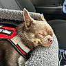 Roy is registered to the contest to win money with this photo: dog, chihuahua, sleeping, pet, car_interior, harness, pillow, gray, close_up, cute, small_dog, resting, cozy, animal, transport, seat, relaxing, furry, companion, indoors