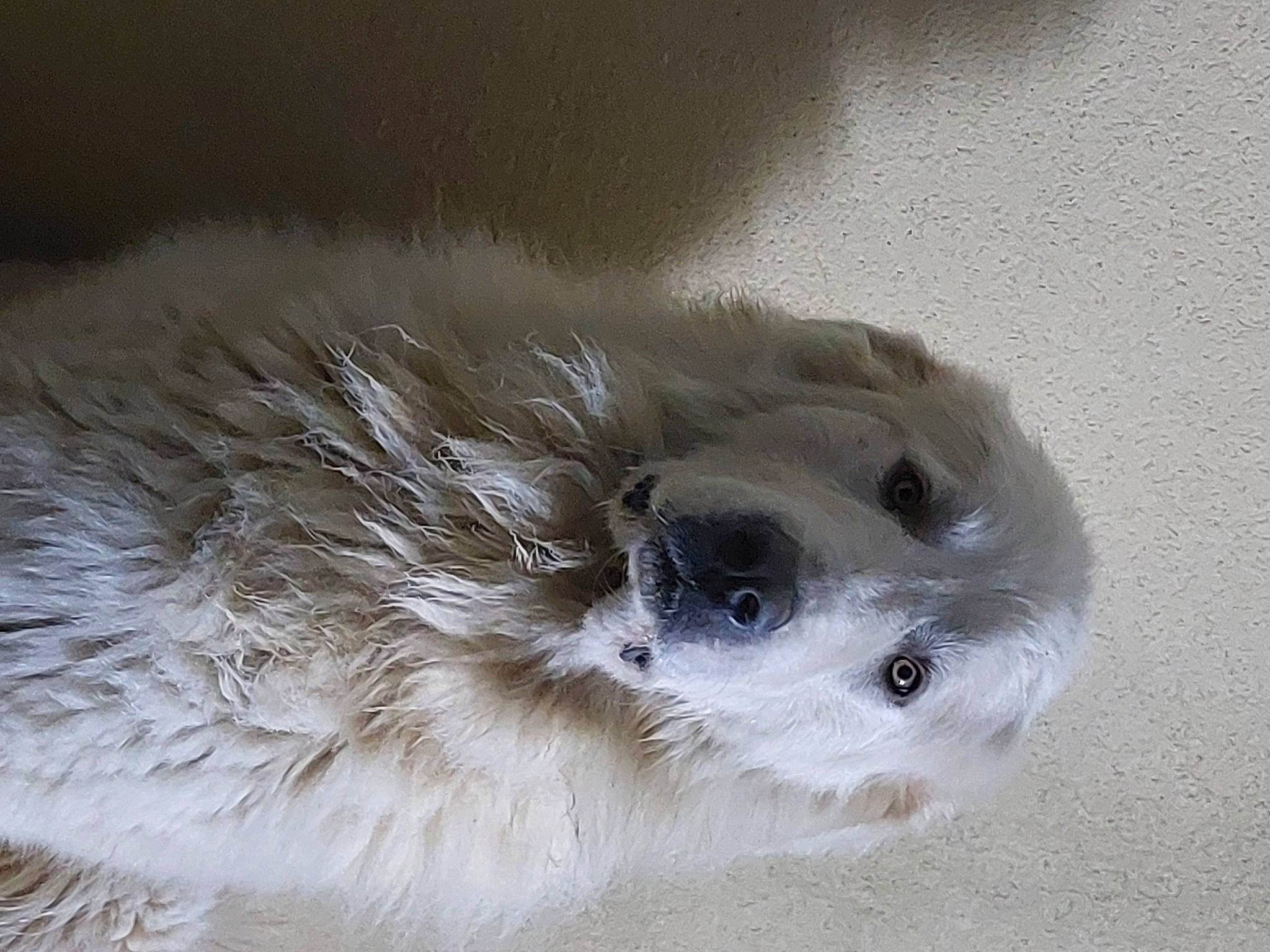 Aslan participe au concours pour gagner de l'argent avec cette photo : canidae, carnivore, companion_dog, dog, dog_breed, fur, paw, snout, snow, sporting_group, terrestrial_animal, toy_dog, whiskers, wildlife, winter