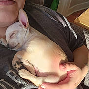 Romeo joined the competition — help win amazing prizes! animal, closeup, comfort, cozy, cuddle, cute, dog, fur, hand, indoor, nap, person, pet, puppy, relaxation, rest, sleeping, soft, sunlight, warm