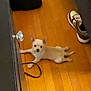 dog, small_dog, puppy, wooden_floor, shoe, indoor, furniture, curious, light_colored, pet, lying_down, floor, doorknob, cozy, home, animal, domestic_pet, relaxed, brown_shoe, flooring