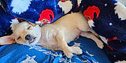 Romeo is registered to the contest to win money with this photo: animal, blanket, blue_fabric, christmas, cozy, cute, dog, fur, holiday, indoors, nap, pet, puppy, resting, santa_pattern, sleeping, small, soft_texture, stars, tongue_out