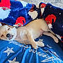 Romeo is registered to the contest to win money with this photo: puppy, dog, sleeping, tongue_out, blanket, santa_pattern, blue_fabric, stars, cozy, cute, pet, animal, fur, resting, indoors, christmas, holiday, soft_texture, nap, small