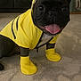 dog, french_bulldog, pet, yellow_raincoat, rain_booties, tongue_out, indoor, carpet, black_dog, cute, playful, animal, costume, smiling, puppy, domestic_animal, clothing, adorable, pet_fashion, happy