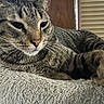 Tater Tot is registered to the contest to win money with this photo: cat, tabby, pet, animal, feline, relaxed, indoor, soft, fur, whiskers, close_up, striped, perch, resting, cozy, texture, window_blinds, wood_panel, domestic, cute