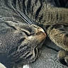 Tater Tot is registered to the contest to win money with this photo: cat, tabby, sleeping, close_up, whiskers, fur, pet, animal, cozy, soft, relaxed, domestic_animal, paw, resting, cute, feline, striped, indoor, peaceful, nap