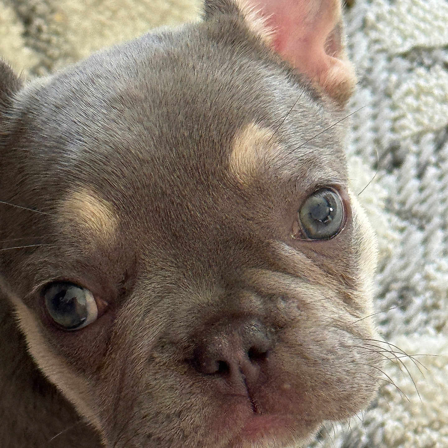Gracey Mae joined the competition — help win amazing prizes! adorable, animal, blanket, close_up, cute, dog, ears, eyes, face, french_bulldog, fur, indoor, looking, pet, portrait, puppy, snout, texture, whiskers, young