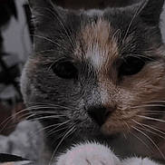 Nova joined the competition — help win amazing prizes! cat, close_up, whiskers, fur, indoor, pet, animal, curious, face, paw, cute, feline, domestic, background_blur, soft_light, muzzle, nose, eyes, closeup, portrait