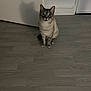 cat, indoor, wooden_floor, shadow, blue_eyes, sitting, curious, pet, animal, feline, domestic_cat, flooring, quiet, home, looking_up, ears, whiskers, fur, light, wall