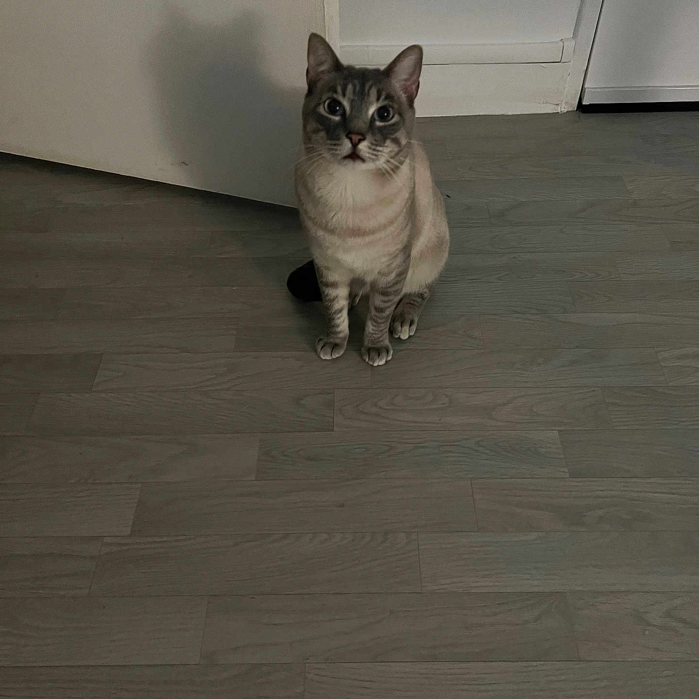 Oreo a rejoint le concours — aidez-le/la à gagner de superbes lots ! animal, blue_eyes, cat, curious, domestic_cat, ears, feline, flooring, fur, home, indoor, light, looking_up, pet, quiet, shadow, sitting, wall, whiskers, wooden_floor