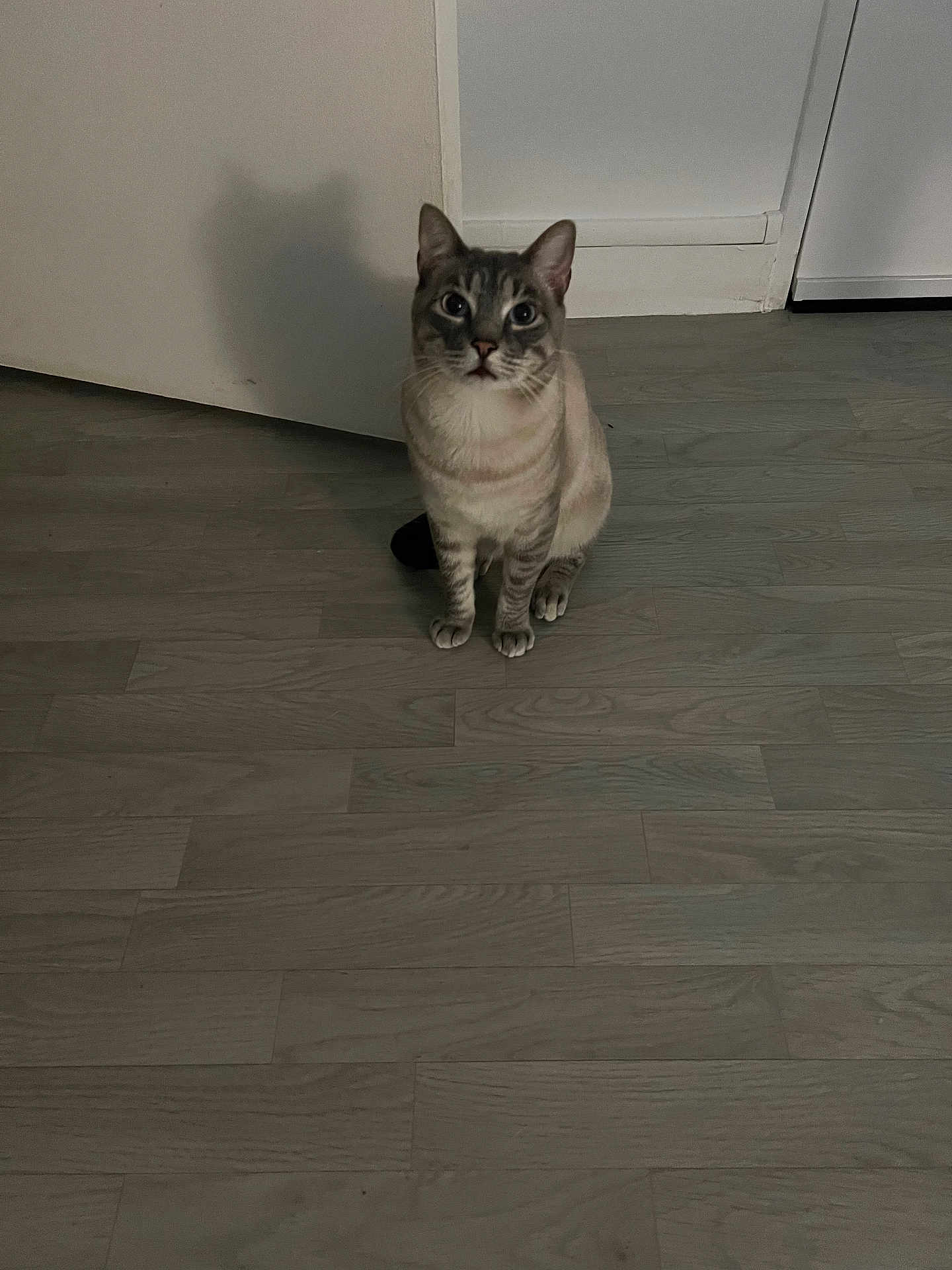 Oreo a rejoint le concours — aidez-le/la à gagner de superbes lots ! cat, indoor, wooden_floor, shadow, blue_eyes, sitting, curious, pet, animal, feline, domestic_cat, flooring, quiet, home, looking_up, ears, whiskers, fur, light, wall