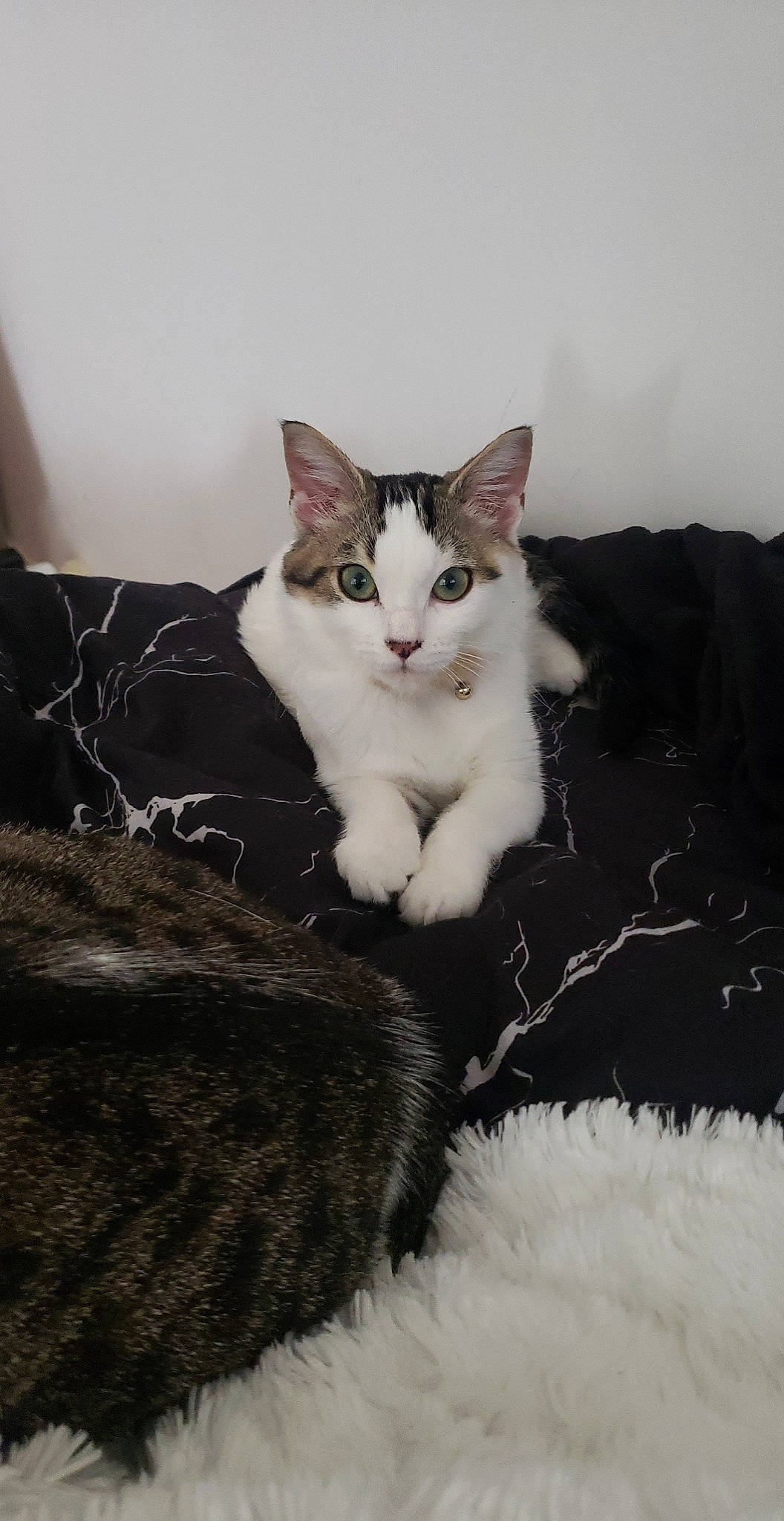 Bloom a rejoint le concours — aidez-le/la à gagner de superbes lots ! carnivore, cat, claw, comfort, domestic_short_haired_cat, felidae, fur, grey, paw, sitting, small_to_medium_sized_cats, tail, whiskers