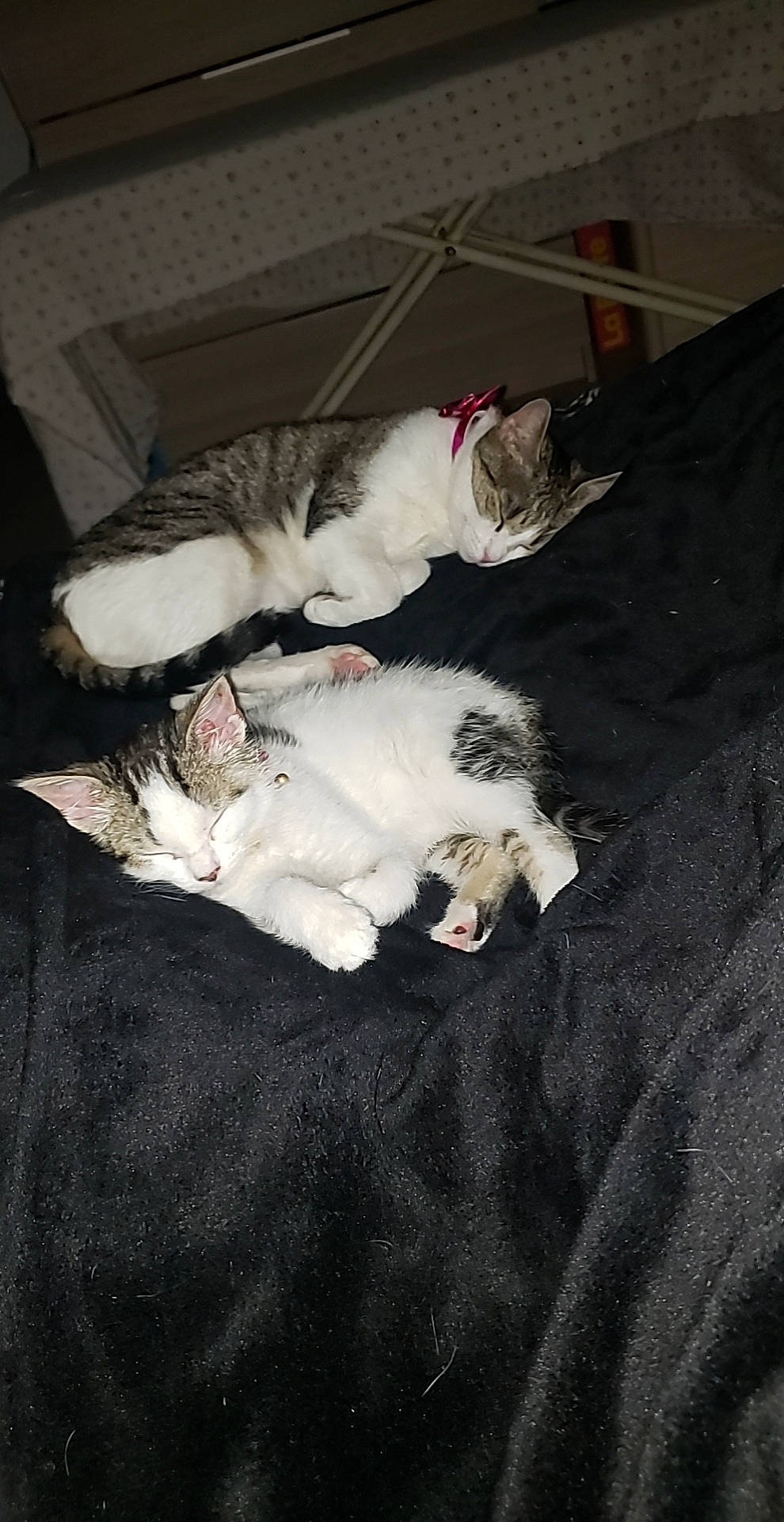 Bloom a rejoint le concours — aidez-le/la à gagner de superbes lots ! canidae, carnivore, cat, comfort, darkness, dog_breed, domestic_short_haired_cat, felidae, fur, grey, linens, mammal, nap, room, sleep, small_to_medium_sized_cats, sporting_group, tail, vertebrate, whiskers