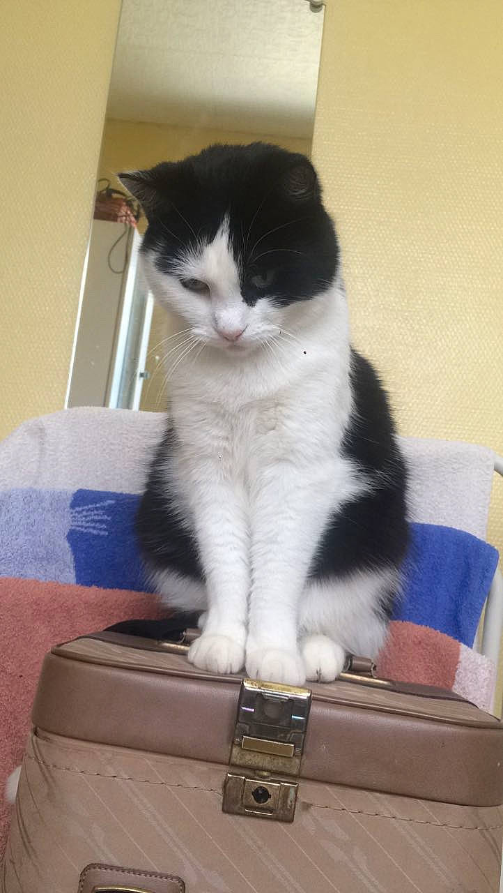 Twister participe au concours pour gagner de l'argent avec cette photo : baggage, box, cardboard, carnivore, cat, claw, comfort, domestic_short_haired_cat, felidae, flooring, formal_wear, fur, lap, paw, shipping_box, sitting, small_to_medium_sized_cats, snout, tail, whiskers