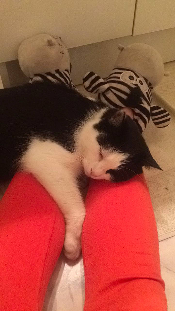 Twister a rejoint le concours — aidez-le/la à gagner de superbes lots ! carmine, carnivore, cat, cloud, comfort, companion_dog, domestic_short_haired_cat, felidae, flooring, foot, fur, human_leg, lap, leg, paw, small_to_medium_sized_cats, snout, tail, thigh, whiskers