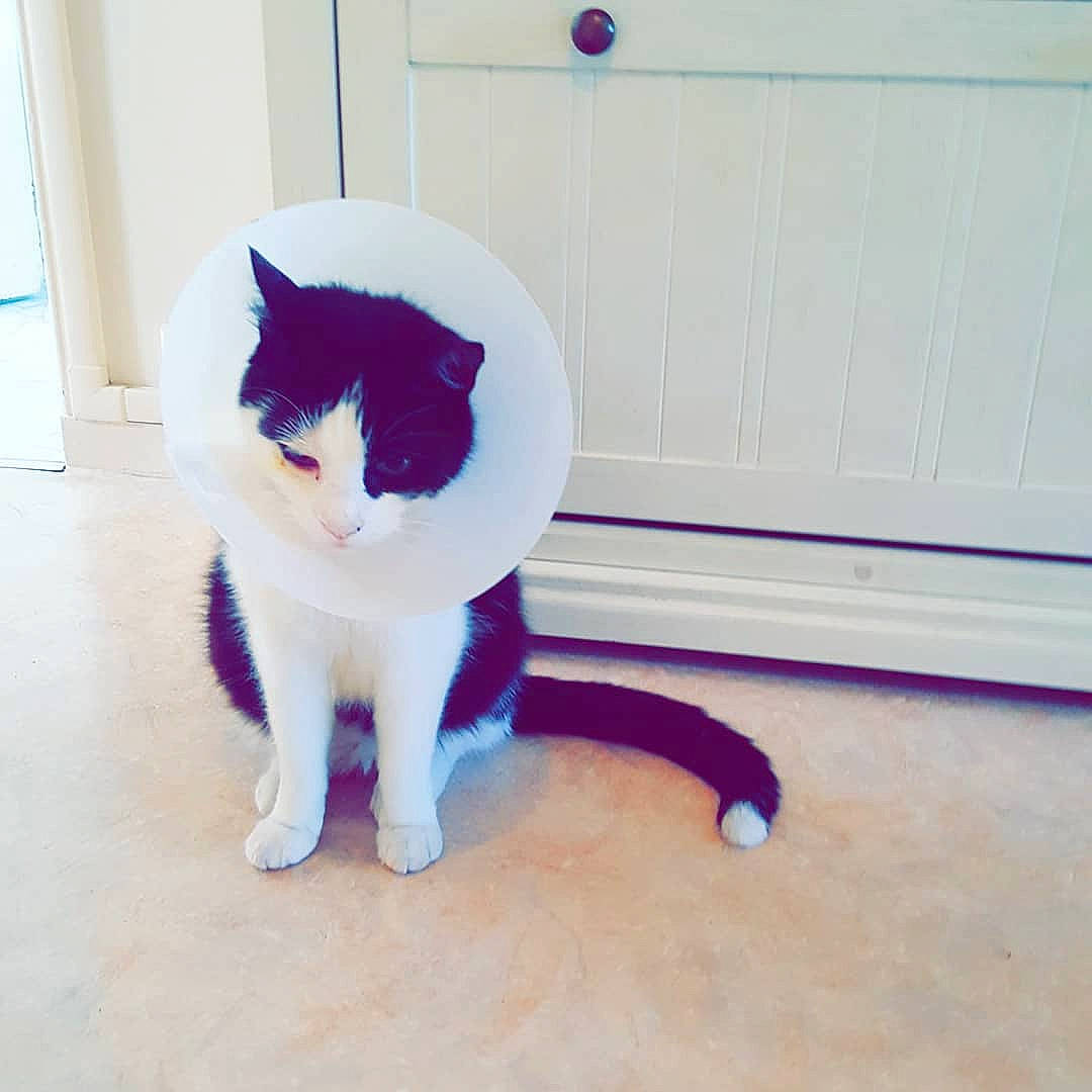 Twister a rejoint le concours — aidez-le/la à gagner de superbes lots ! carnivore, cat, cat_supply, domestic_short_haired_cat, electric_blue, felidae, floor, flooring, fur, hardwood, laminate_flooring, paw, small_to_medium_sized_cats, snout, tail, whiskers, wood, wood_flooring