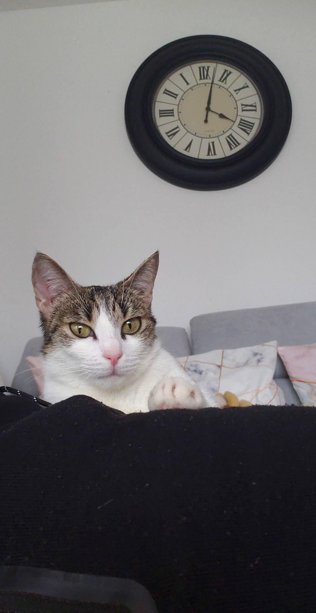 Vénézia participe au concours pour gagner de l'argent avec cette photo : bed, box, carnivore, cat, circle, clock, comfort, domestic_short_haired_cat, felidae, fur, grey, home_accessories, interior_design, paw, quartz_clock, room, sitting, small_to_medium_sized_cats, whiskers, wood