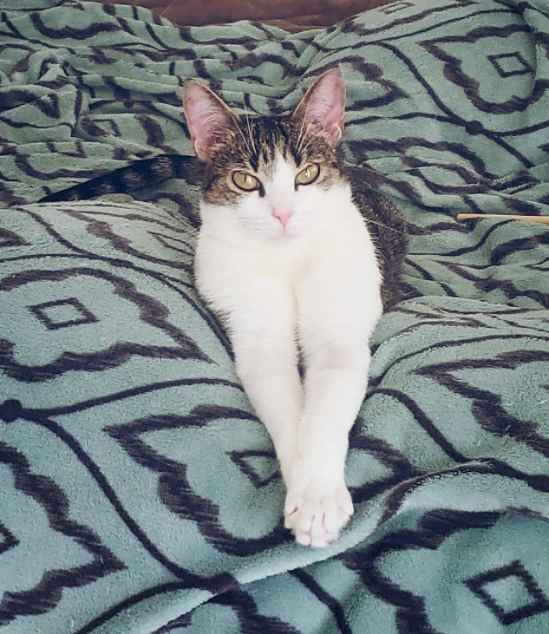 Vénézia a rejoint le concours — aidez-le/la à gagner de superbes lots ! carnivore, cat, comfort, domestic_short_haired_cat, eye, fawn, felidae, foot, fur, pattern, paw, sitting, small_to_medium_sized_cats, snout, tail, terrestrial_animal, whiskers