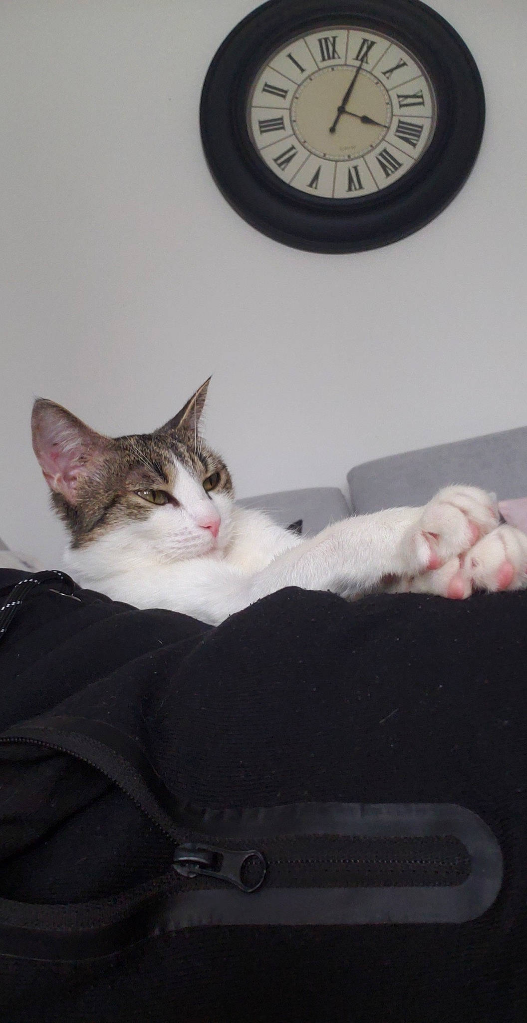 Vénézia participe au concours pour gagner de l'argent avec cette photo : box, carnivore, cat, circle, clock, comfort, couch, domestic_short_haired_cat, eye, felidae, fur, grey, paw, sitting, small_to_medium_sized_cats, snout, table, tail, whiskers, wood