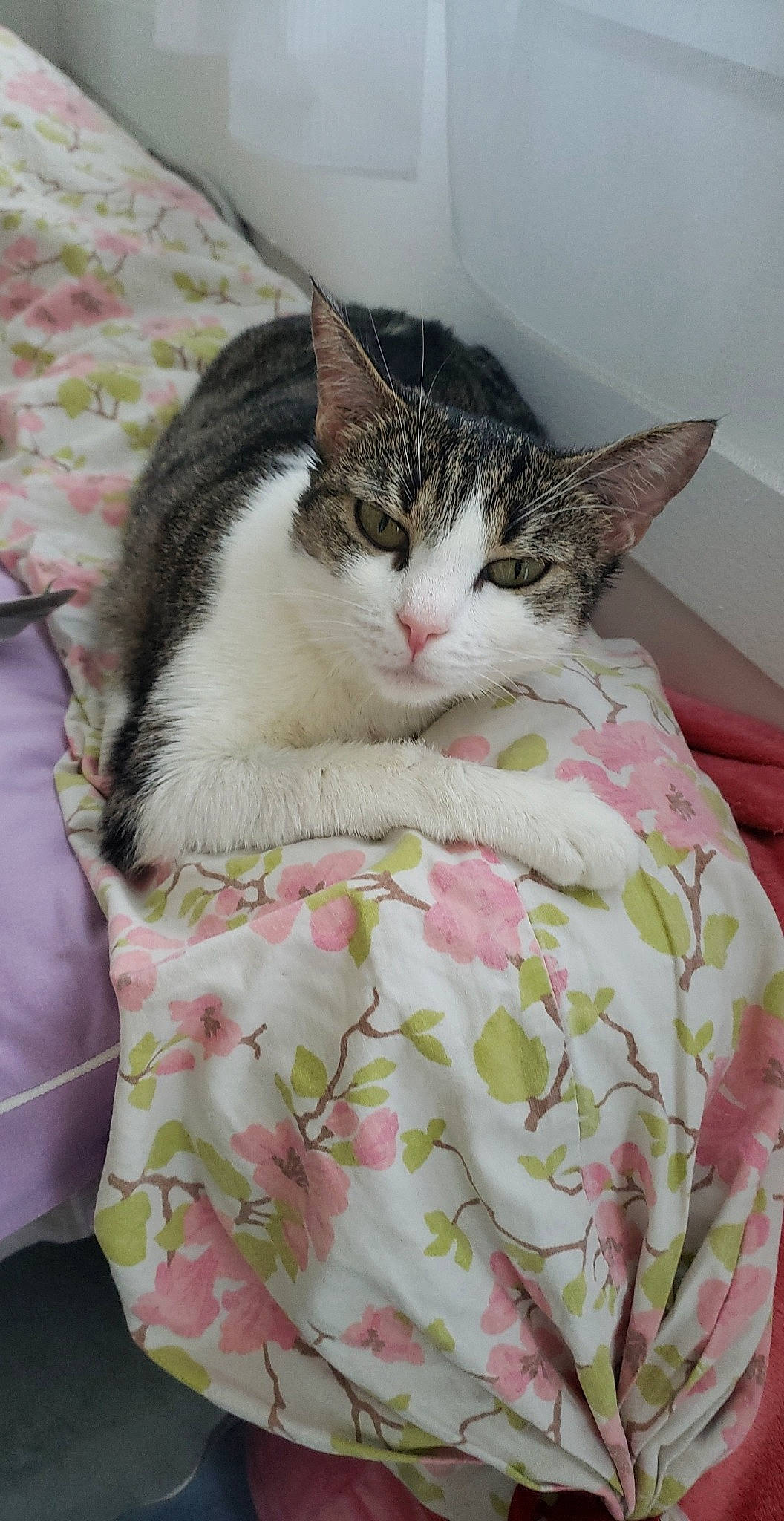 Vénézia participe au concours pour gagner de l'argent avec cette photo : bed, bed_sheet, bedding, carnivore, cat, comfort, domestic_short_haired_cat, felidae, flower, fur, linens, nap, pattern, plant, sleep, sleeve, small_to_medium_sized_cats, tail, tree, whiskers