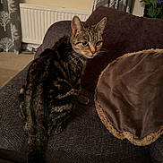 Blitz is registered to the contest to win money with this photo: cat, tabby_cat, couch, cushion, indoor, curtains, radiator, living_room, plush, furniture, pet, animal, fur, tail, whiskers, ears, eyes, cozy, carpet, home