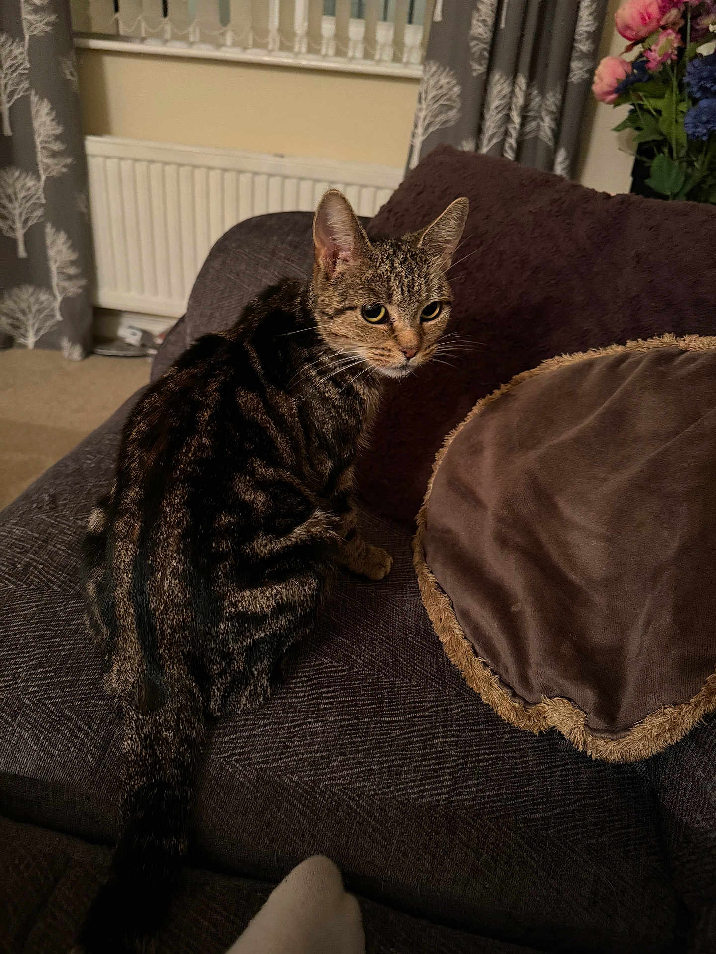 Blitz is registered to the contest to win money with this photo: cat, tabby_cat, couch, cushion, indoor, curtains, radiator, living_room, plush, furniture, pet, animal, fur, tail, whiskers, ears, eyes, cozy, carpet, home