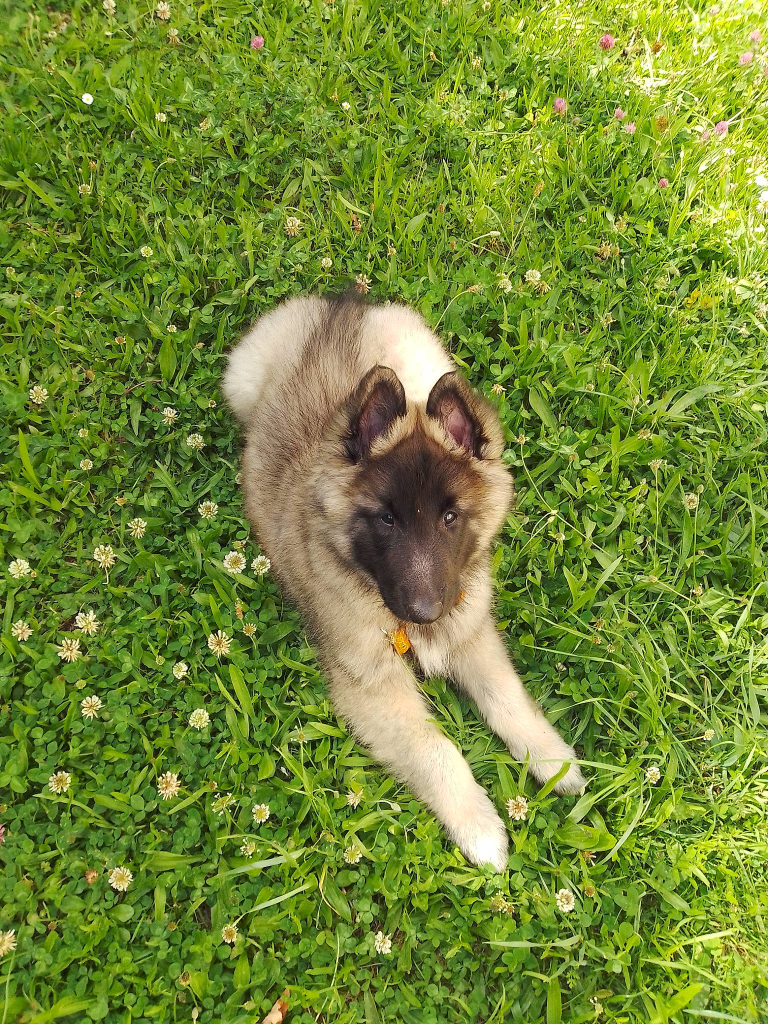 Ralphy a rejoint le concours — aidez-le/la à gagner de superbes lots ! akita, canidae, carnivore, dog, dog_breed, eurasier, fawn, grass, mammal, norwegian_elkhound, plant, puppy, vertebrate