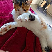 Ninetta participe au concours pour gagner de l'argent avec cette photo : animal, blanket, calico, cat, cat_tree, cozy, cute, feline, fur, home, indoor, kitten, paw, pet, playful, red, relaxing, stretching, whiskers, young