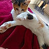 cat, kitten, calico, paw, stretching, blanket, red, indoor, pet, feline, cute, fur, whiskers, relaxing, home, cat_tree, playful, young, animal, cozy