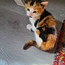 Ninetta a rejoint le concours — aidez-le/la à gagner de superbes lots ! animal, calico, cat, colorful_rug, curious, cute, domestic_animal, ears, floor, fur, indoor, kitten, looking_up, pet, sitting, small, tail, whiskers, wooden_floor, young