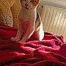 Ninetta a rejoint le concours — aidez-le/la à gagner de superbes lots ! animal, blanket, calico, cat, cozy, cute, ears, fur, furniture, indoor, kitten, pet, radiator, red_blanket, sitting, sunlight, teddy_bear, whiskers, window, young_cat