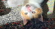 Ninetta participe au concours pour gagner de l'argent avec cette photo : animal, calico, carpet, cat, colorful, curious, cute, domestic, fur, indoor, kitten, paw, pet, pet_animal, pink_nose, playful, relaxed, small, whiskers, young
