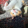kitten, cat, calico, pet, indoor, carpet, colorful, paw, fur, cute, pet_animal, animal, small, young, playful, domestic, whiskers, pink_nose, relaxed, curious