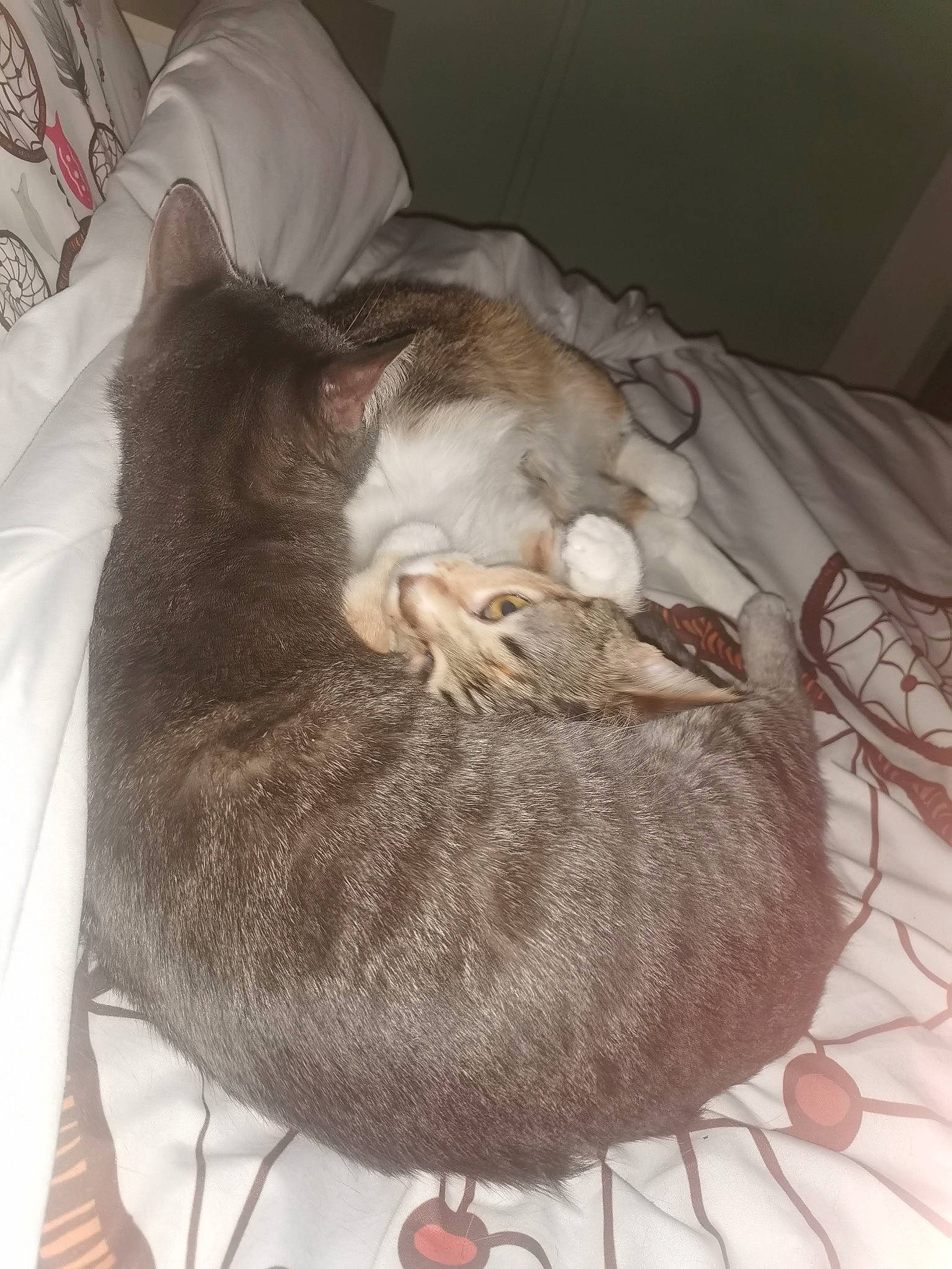 Minette a rejoint le concours — aidez-le/la à gagner de superbes lots ! canidae, carnivore, cat, cat_bed, cat_supply, comfort, companion_dog, dog_breed, domestic_short_haired_cat, fawn, felidae, fur, linens, small_to_medium_sized_cats, snout, sporting_group, tail, terrestrial_animal, vertebrate, whiskers