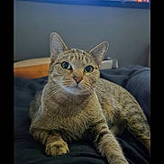 Persephone is registered to the contest to win money with this photo: animal, bed, blanket, cat, closeup, cute, domestic_animal, eyes, feline, fur, indoor, lying_down, mammal, pet, portrait, relaxed, resting, soft_light, tabby_cat, whiskers