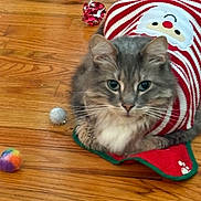 Banbam is registered to the contest to win money with this photo: cat, gray_cat, striped_sweater, santa_sweater, festive, toy_ball, wooden_floor, pet, indoor, cute, fluffy, holiday, relaxed, mammal, whiskers, fur, domestic_cat, christmas, red, white