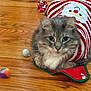 cat, gray_cat, striped_sweater, santa_sweater, festive, toy_ball, wooden_floor, pet, indoor, cute, fluffy, holiday, relaxed, mammal, whiskers, fur, domestic_cat, christmas, red, white